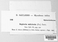 Mycosphaerella salicicola image